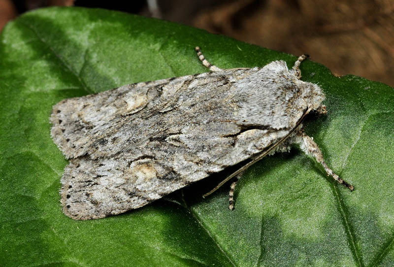 Noctuidi di stagione